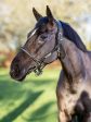 Rope Control Headcollar  Halter Brown Cob Cheap